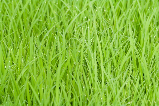 From Patchy to Perfect: Mastering the Art of Growing Grass with These Expert Tips