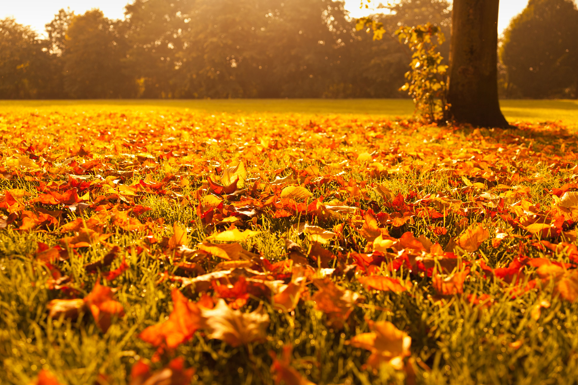 The Ultimate Guide to Efficient Leaf Removal in Fall: Tips and Tricks for a Pristine Yard
