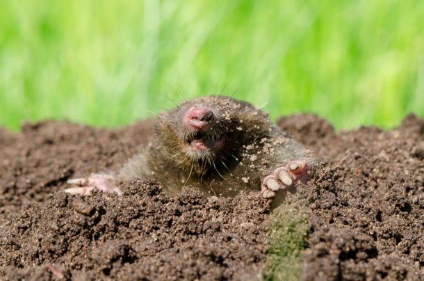 Say Goodbye to Moles: Proven Solutions to Eliminate Underground Intruders from Your Lawn