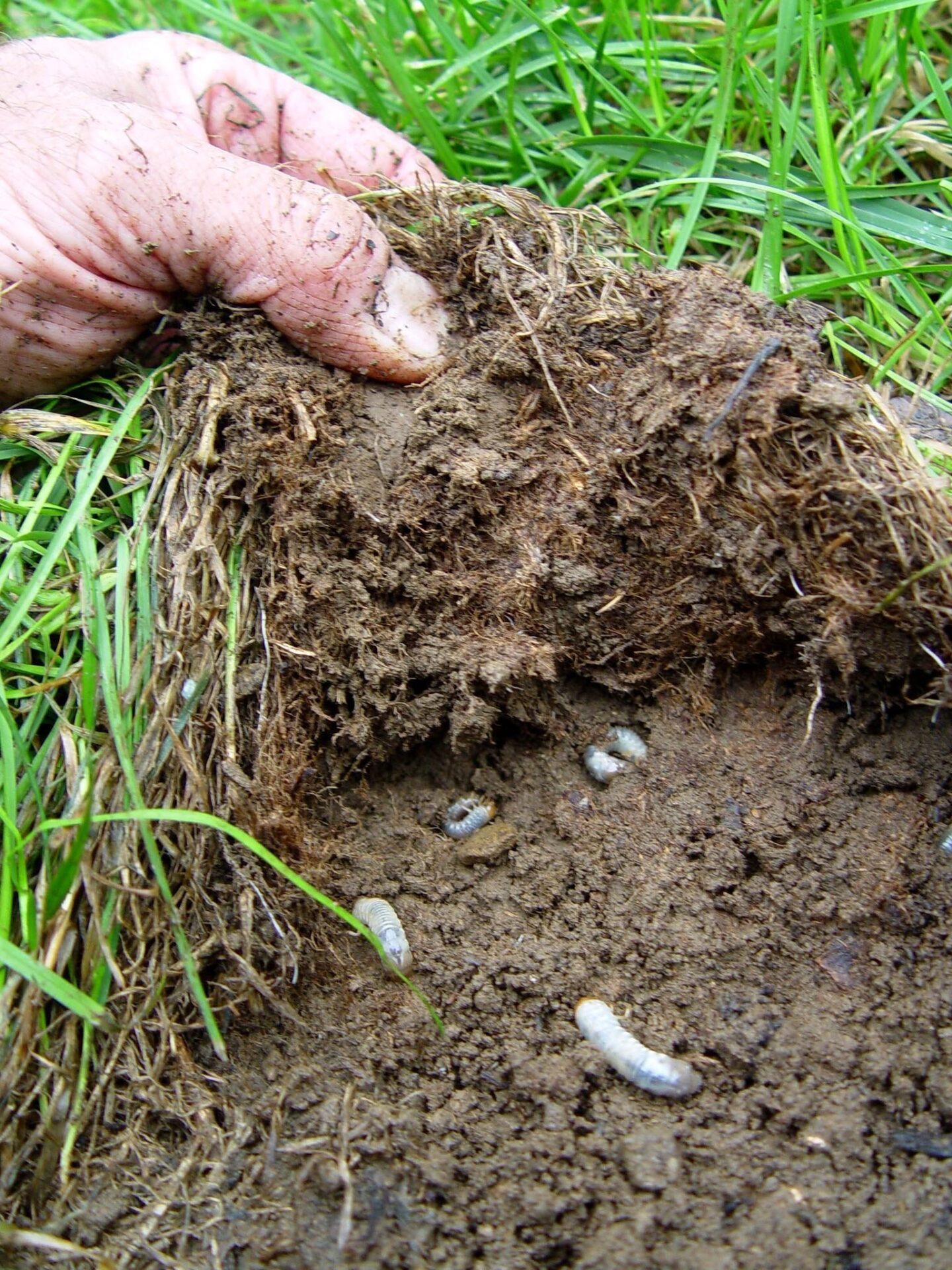 Finding the Best Treatment for Grubs in Your Lawn