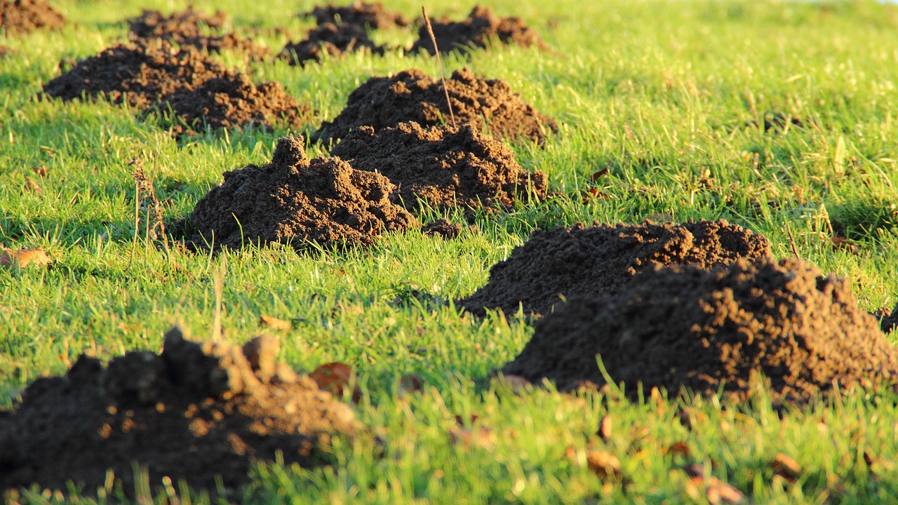Effective Mole Lawn Treatment: Strategies to Reclaim Your Lush Green Yard
